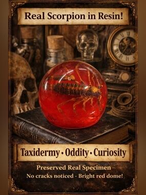 Real Scorpion in Resin Paperweight Taxidermy Oddity Curiosity Display